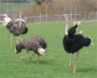 Eventlocation - Straußenhof